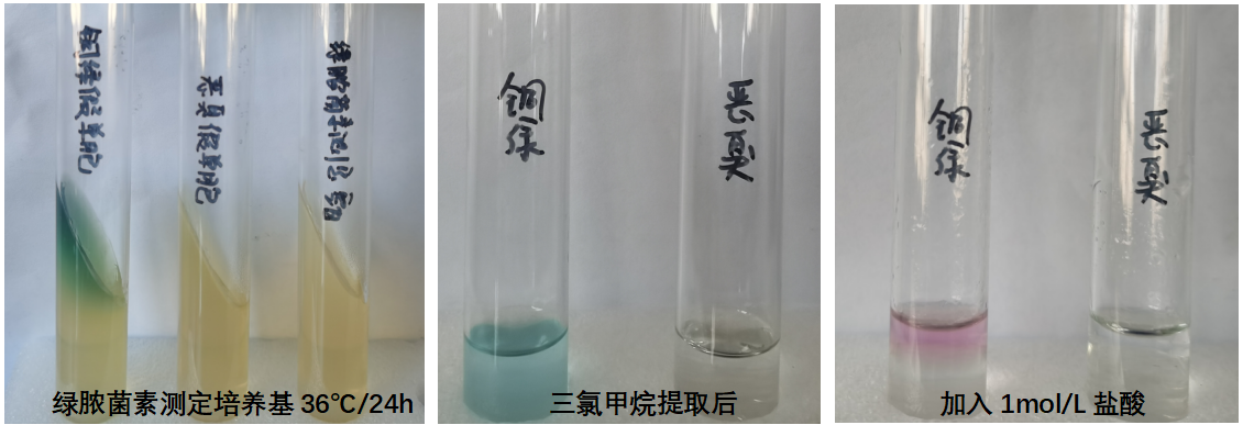 天然礦泉水檢測(cè)中的新角色--惡臭假單胞菌 天然礦泉水檢測(cè)中的新角色--惡臭假單胞菌
