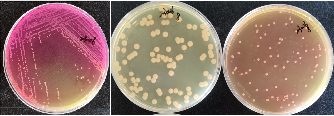 制藥行業(yè)中的隱形殺手-洋蔥伯克霍爾德菌群 制藥行業(yè)中的隱形殺手-洋蔥伯克霍爾德菌群