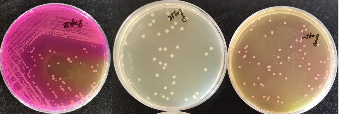 制藥行業(yè)中的隱形殺手-洋蔥伯克霍爾德菌群 制藥行業(yè)中的隱形殺手-洋蔥伯克霍爾德菌群