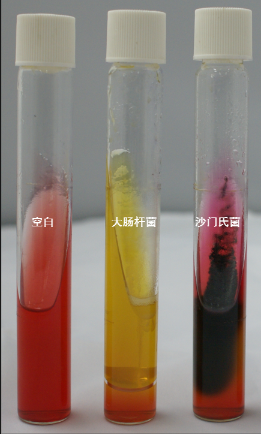 VRBA內(nèi)的紅色小菌落，有可能是沙門氏菌？