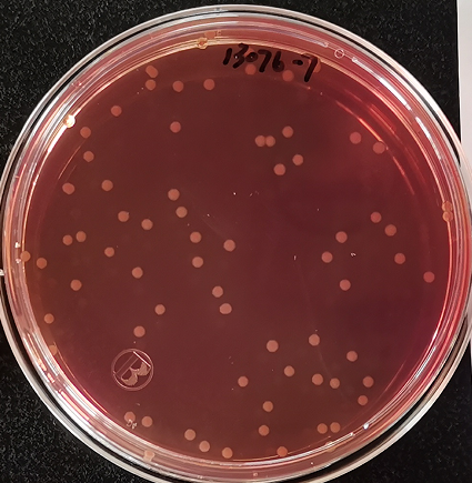 VRBA內(nèi)的紅色小菌落，有可能是沙門氏菌？