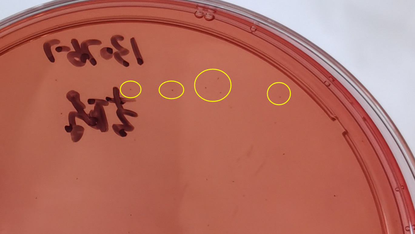 VRBA內(nèi)的紅色小菌落，有可能是沙門氏菌？