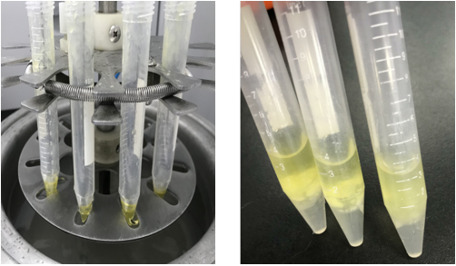黃曲霉毒素M1的檢測(cè) 黃曲霉毒素M1的檢測(cè)