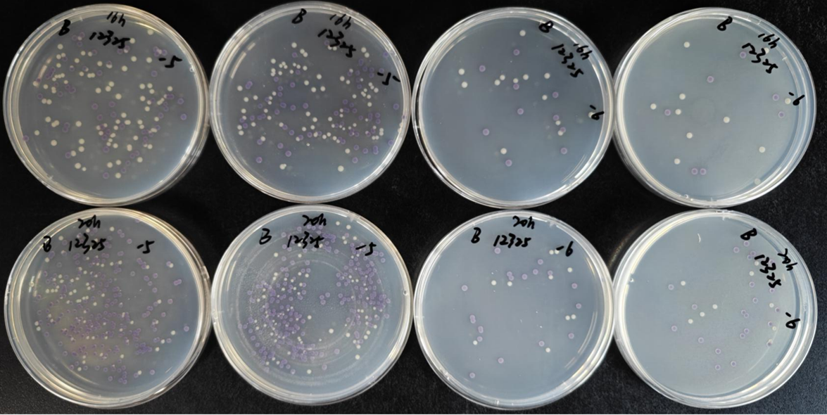 不同廠家RVS肉湯增菌效果的比較 不同廠家RVS肉湯增菌效果的比較