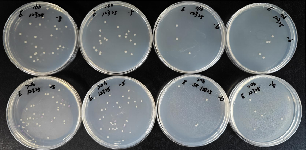 不同廠家RVS肉湯增菌效果的比較 不同廠家RVS肉湯增菌效果的比較
