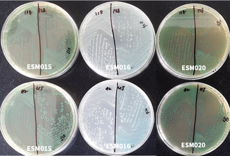 GB 4789.40-2024克羅諾桿菌檢驗標準變更解讀 GB 4789.40-2024克羅諾桿菌檢驗標準變更解讀