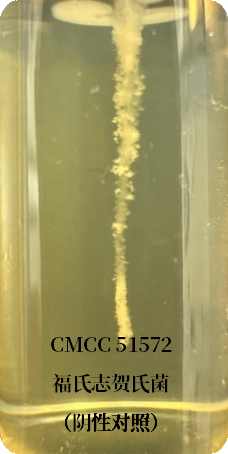 誰(shuí)是芽胞桿菌中的“運(yùn)動(dòng)健將”? 誰(shuí)是芽胞桿菌中的“運(yùn)動(dòng)健將”?