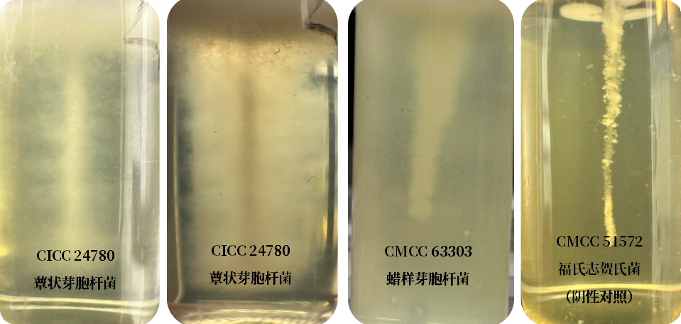 誰(shuí)是芽胞桿菌中的“運(yùn)動(dòng)健將”? 誰(shuí)是芽胞桿菌中的“運(yùn)動(dòng)健將”?