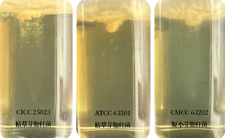 誰(shuí)是芽胞桿菌中的“運(yùn)動(dòng)健將”? 誰(shuí)是芽胞桿菌中的“運(yùn)動(dòng)健將”?