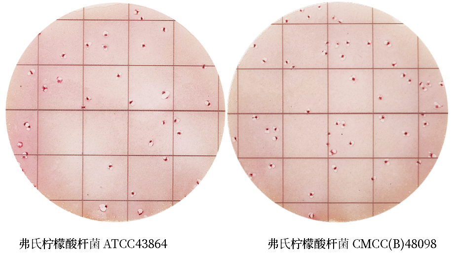 陸橋推出新大腸菌群測試片:符合GB4789.3-2025 陸橋推出新大腸菌群測試片:符合GB4789.3-2025