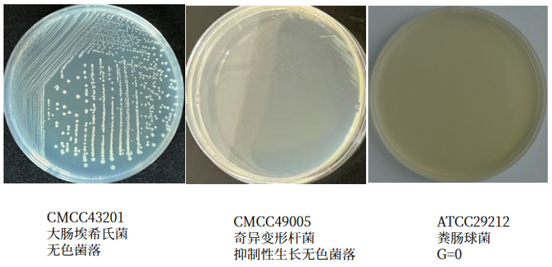 沙門檢測新助手—沙門氏+顯色培養(yǎng)基 沙門檢測新助手—沙門氏+顯色培養(yǎng)基