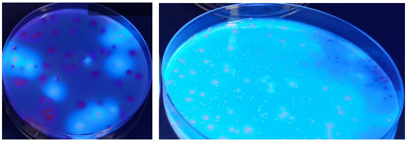 GB 4789.38-2025《食品安全國家標準 食品微生物學檢驗 大腸埃希氏菌計數(shù)》解讀 GB 4789.38-2025《食品安全國家標準 食品微生物學檢驗 大腸埃希氏菌計數(shù)》解讀