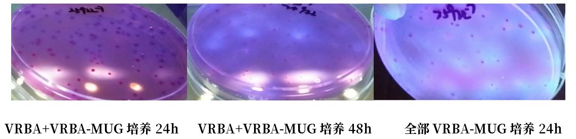 GB 4789.38-2025《食品安全國家標準 食品微生物學檢驗 大腸埃希氏菌計數(shù)》解讀 GB 4789.38-2025《食品安全國家標準 食品微生物學檢驗 大腸埃希氏菌計數(shù)》解讀