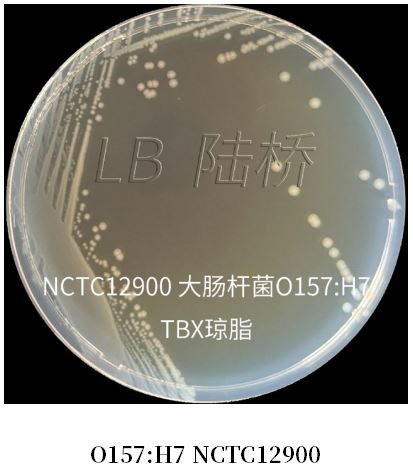 GB 4789.38-2025《食品安全國家標準 食品微生物學檢驗 大腸埃希氏菌計數(shù)》解讀 GB 4789.38-2025《食品安全國家標準 食品微生物學檢驗 大腸埃希氏菌計數(shù)》解讀
