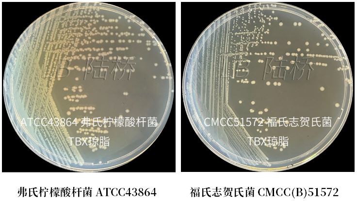 GB 4789.38-2025《食品安全國家標準 食品微生物學檢驗 大腸埃希氏菌計數(shù)》解讀 GB 4789.38-2025《食品安全國家標準 食品微生物學檢驗 大腸埃希氏菌計數(shù)》解讀
