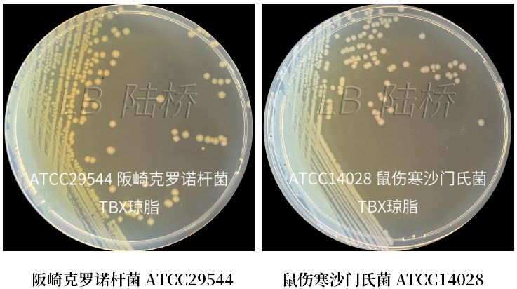 GB 4789.38-2025《食品安全國家標準 食品微生物學檢驗 大腸埃希氏菌計數(shù)》解讀 GB 4789.38-2025《食品安全國家標準 食品微生物學檢驗 大腸埃希氏菌計數(shù)》解讀