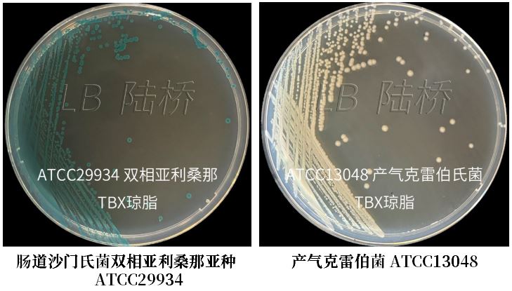 GB 4789.38-2025《食品安全國家標準 食品微生物學檢驗 大腸埃希氏菌計數(shù)》解讀 GB 4789.38-2025《食品安全國家標準 食品微生物學檢驗 大腸埃希氏菌計數(shù)》解讀