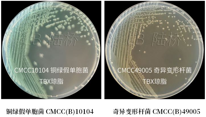 GB 4789.38-2025《食品安全國家標準 食品微生物學檢驗 大腸埃希氏菌計數(shù)》解讀 GB 4789.38-2025《食品安全國家標準 食品微生物學檢驗 大腸埃希氏菌計數(shù)》解讀