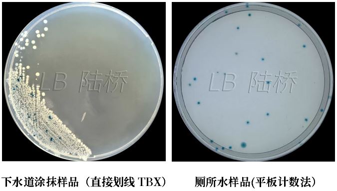 GB 4789.38-2025《食品安全國家標準 食品微生物學檢驗 大腸埃希氏菌計數(shù)》解讀 GB 4789.38-2025《食品安全國家標準 食品微生物學檢驗 大腸埃希氏菌計數(shù)》解讀