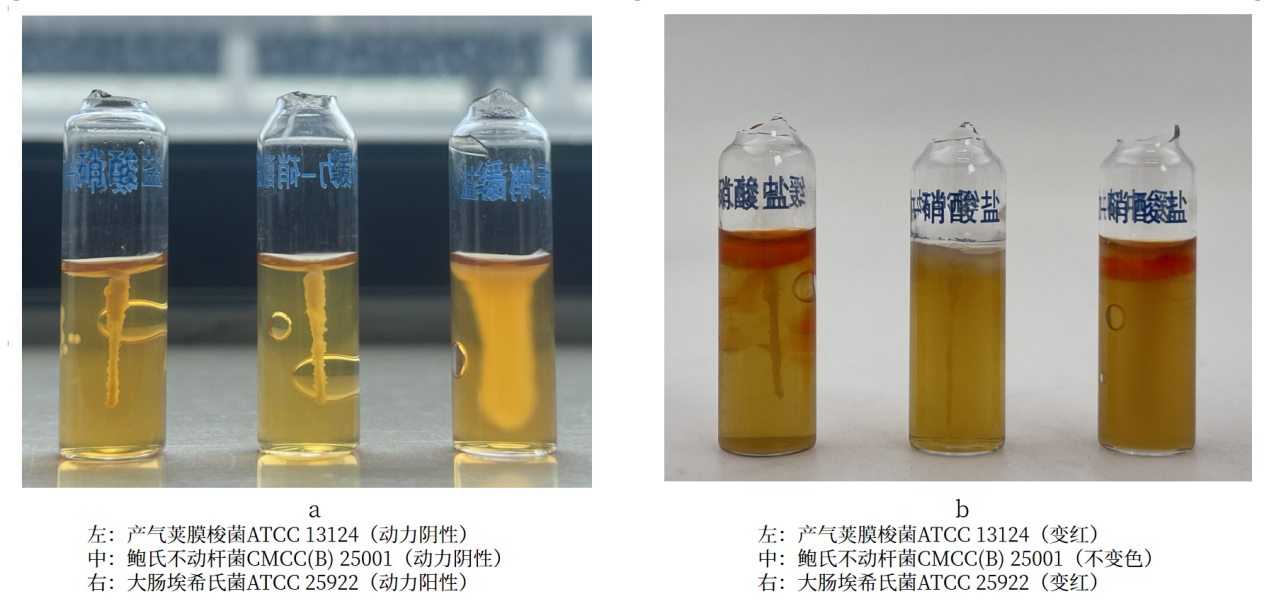 細(xì)菌生化實(shí)驗(yàn)之硝酸鹽還原實(shí)驗(yàn)解析 細(xì)菌生化實(shí)驗(yàn)之硝酸鹽還原實(shí)驗(yàn)解析